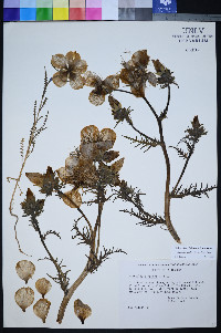 Mentzelia lindleyi image