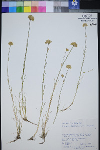 Eremogone congesta image