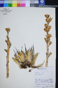 Agave utahensis var. nevadensis image