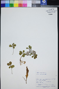 Pediomelum castoreum image