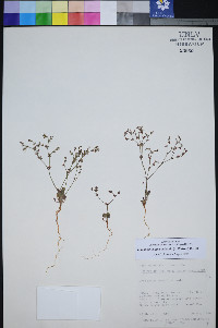 Johanneshowellia puberula image