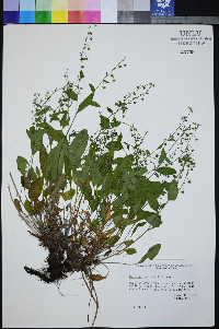 Hackelia ophiobia image