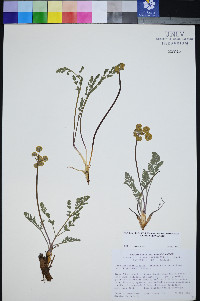 Lomatium fimbriatum image