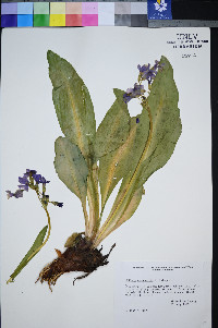 Primula nevadensis image