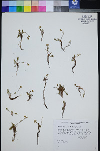 Ivesia cryptocaulis image