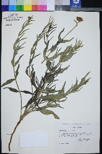 Helianthus ciliaris image