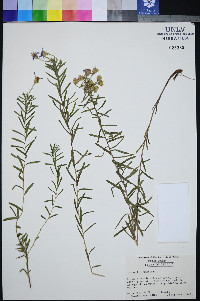 Ionactis linariifolia image