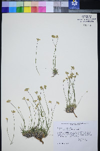 Eremogone congesta var. subcongesta image
