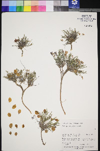 Astragalus jejunus image