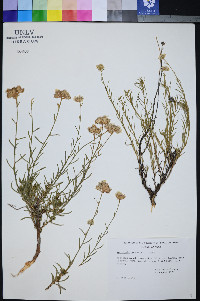 Ipomopsis congesta image