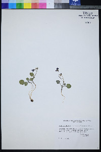 Viola charlestonensis image
