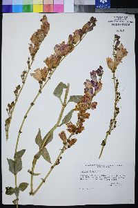 Penstemon palmeri image