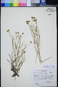 Perityle intricata image