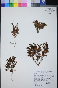 Phacelia mustelina image