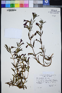 Diplacus puniceus image