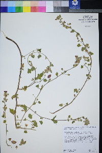 Sphaeralcea coulteri image