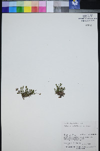 Erigeron uncialis image