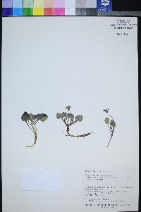 Viola charlestonensis image