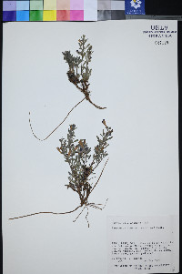 Penstemon thompsoniae image