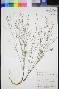 Astragalus convallarius image