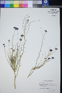 Psorothamnus scoparius image
