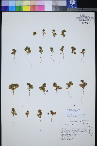 Phacelia filiae image
