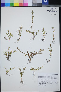 Plagiobothrys stipitatus image