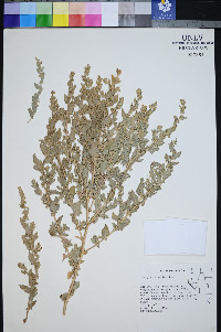 Atriplex argentea image