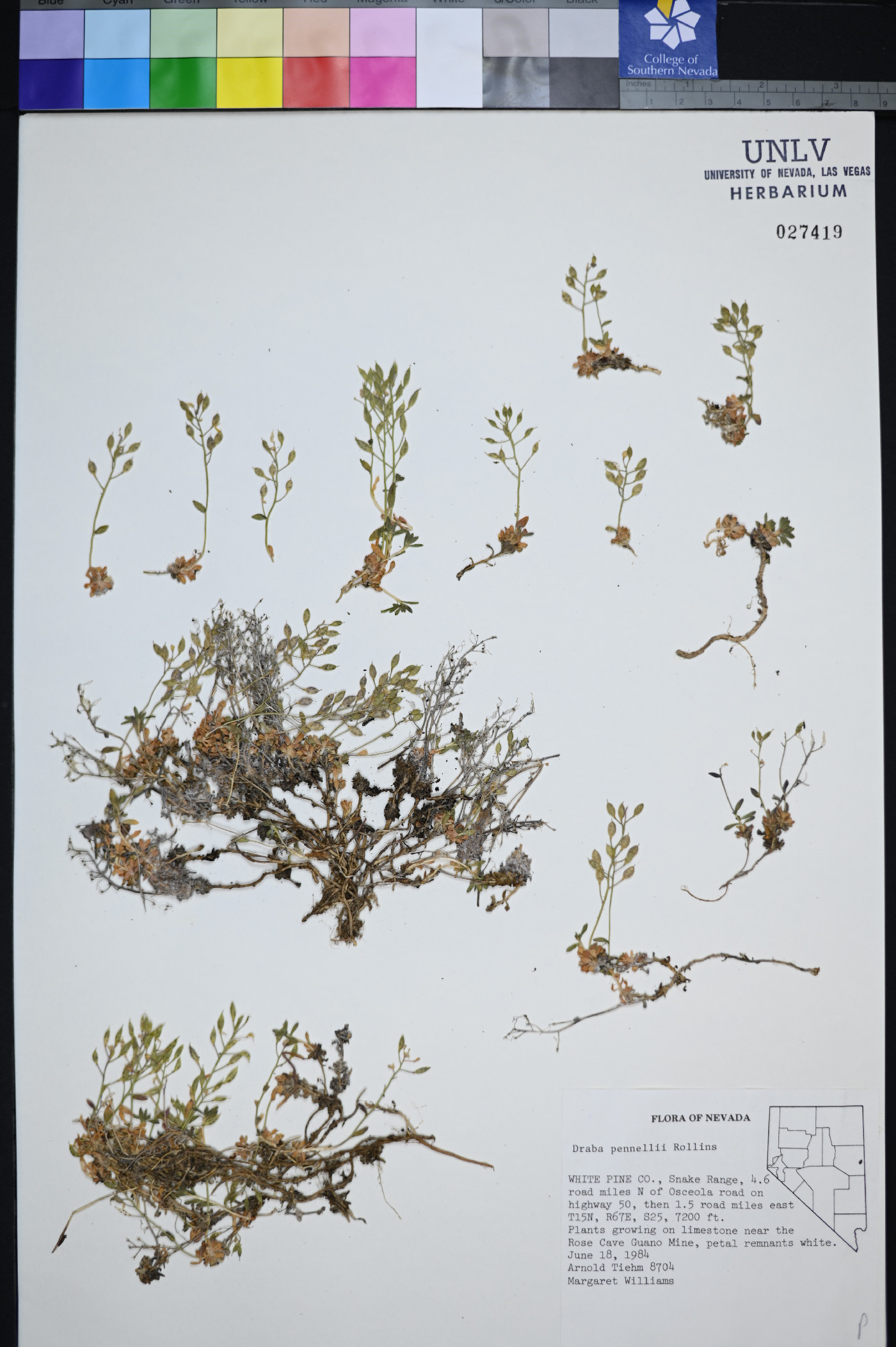 Draba pennellii image