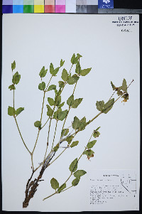 Mirabilis pudica image