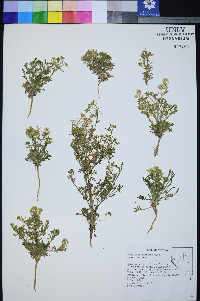 Lepidium montanum var. montanum image