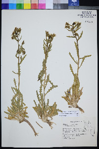 Mentzelia candelariae image