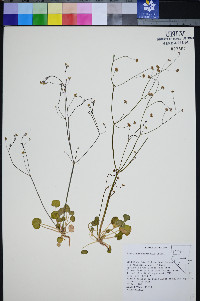 Eriogonum rubricaule image