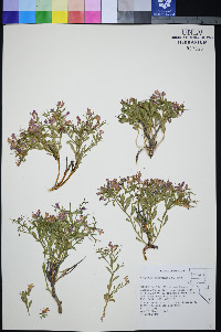 Rhinotropis subspinosa image