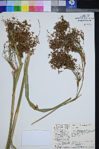 Cladium californicum image