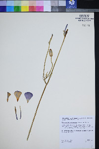 Calochortus splendens image