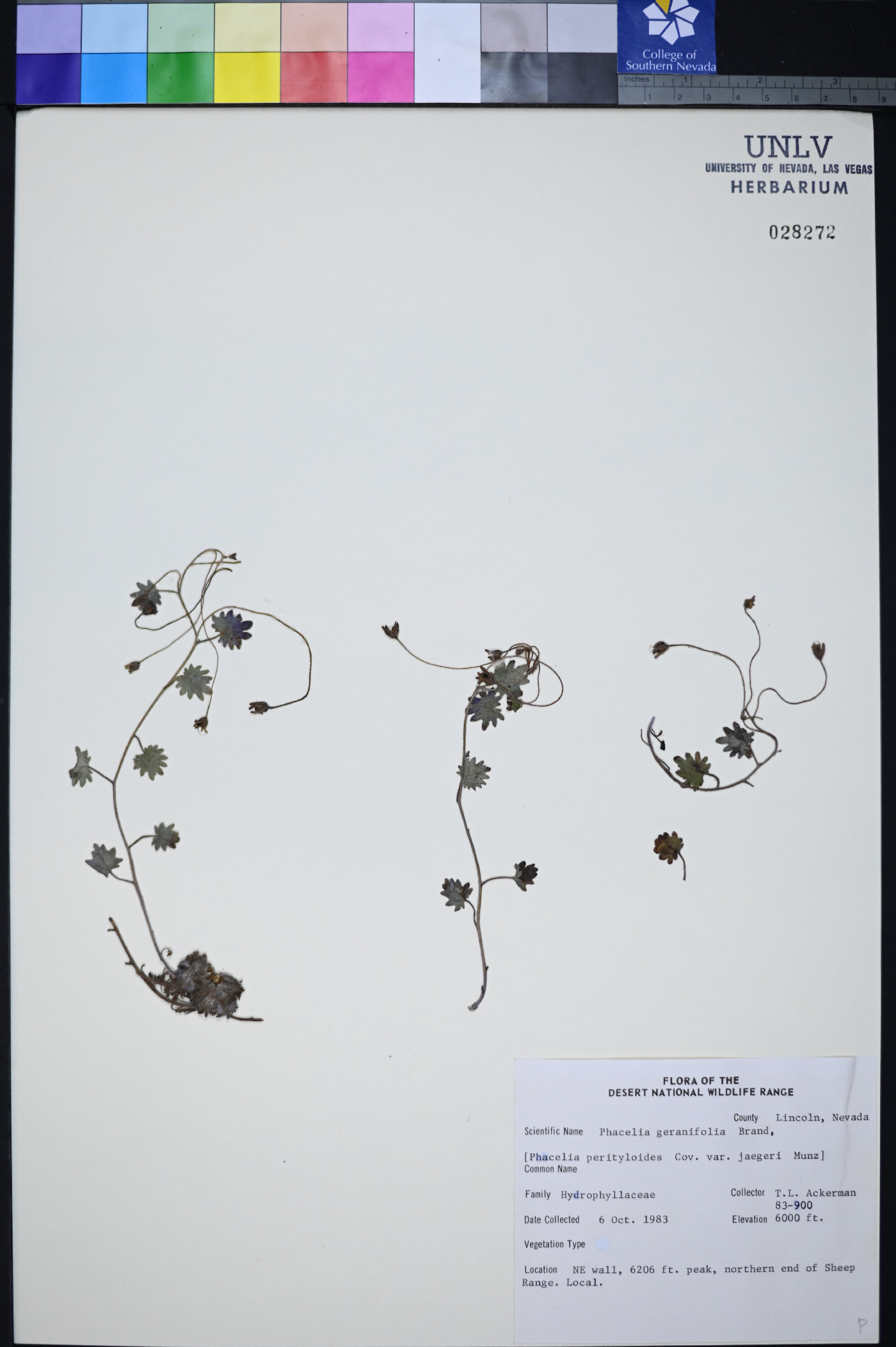 Phacelia geraniifolia image