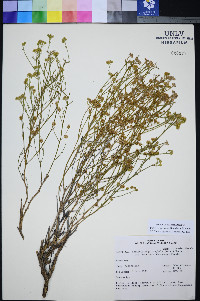 Perityle intricata image