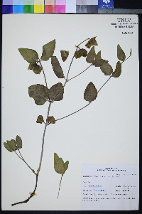 Mirabilis pudica image