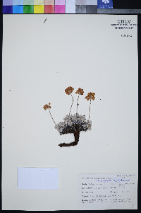 Eriogonum ovalifolium var. purpureum image