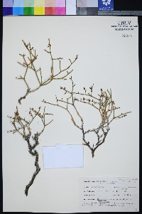 Eriogonum heermannii var. clokeyi image