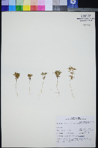 Linanthus arenicola image