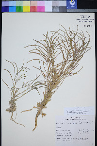 Boechera shockleyi image