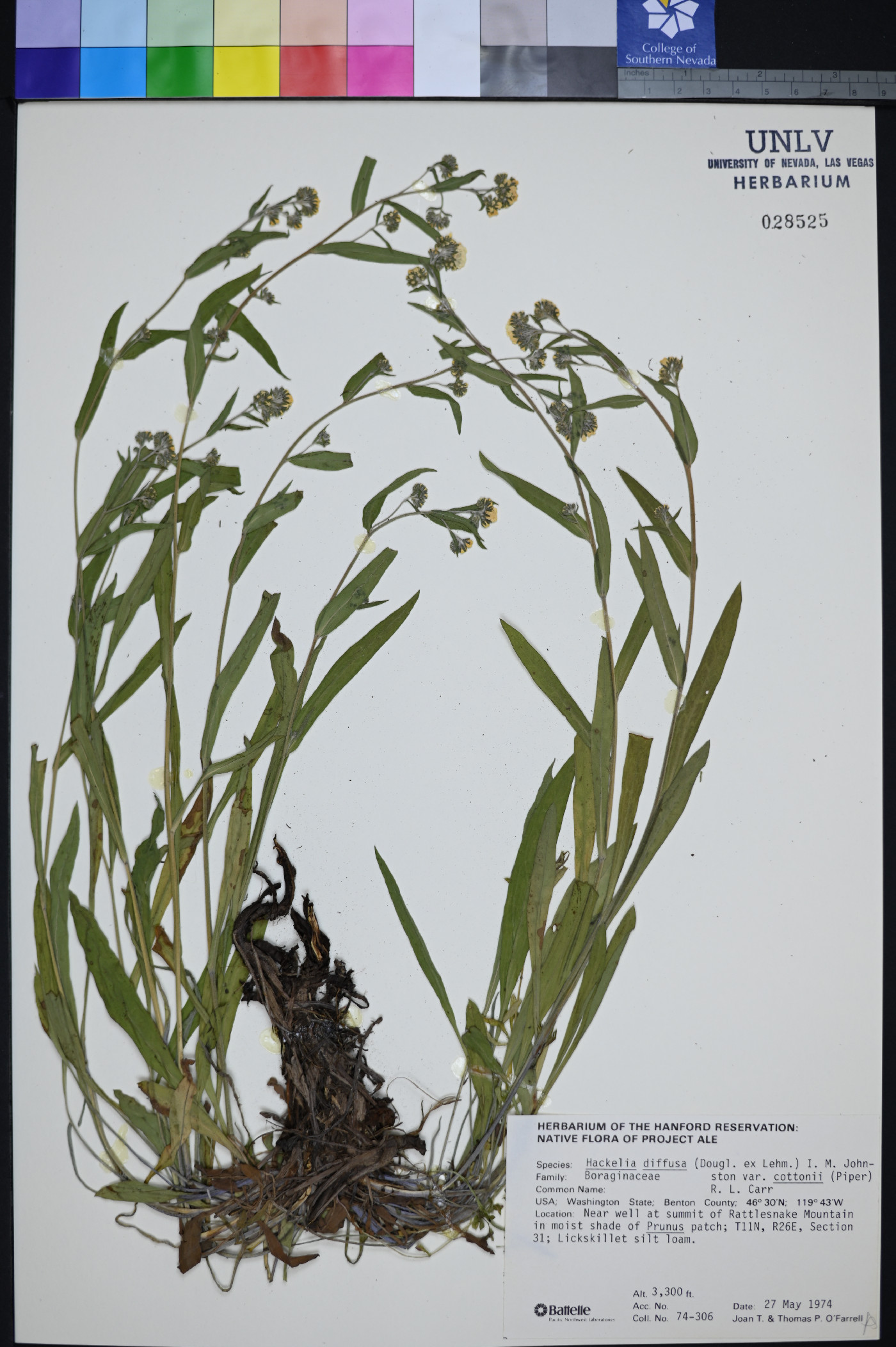 Hackelia diffusa var. cottonii image