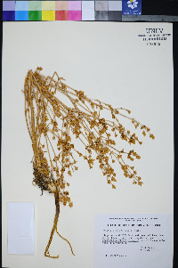 Frasera albomarginata image