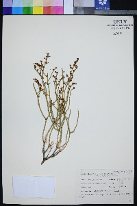 Eriogonum heermannii var. clokeyi image