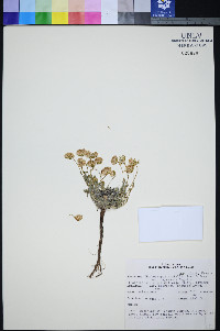 Xanthisma grindelioides var. depressum image