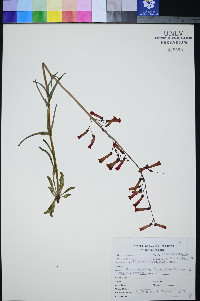 Penstemon subulatus image