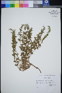 Galium desereticum image