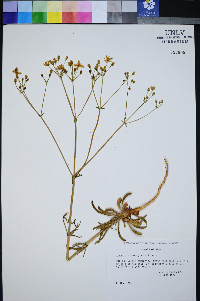 Frasera albomarginata image